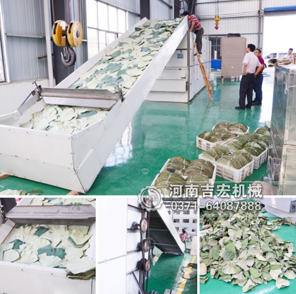 荷葉烘干機(jī)_小型柿子葉烘干機(jī)價格_大型番石榴葉烘干設(shè)備廠家